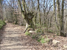 arbre-monts-du-lyonnais-valency-mars2017-chamaneetmarinette